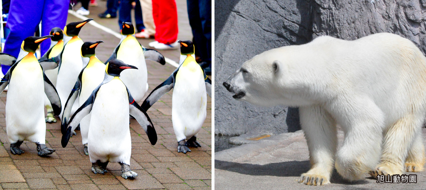 旭山動物園